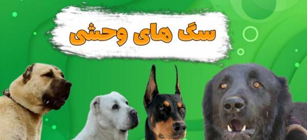 عکس سگ کانگال وحشی