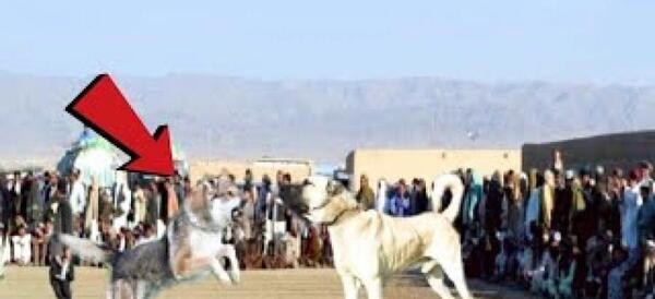 عکس سگ کانگال وحشی