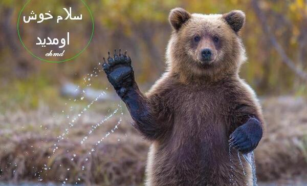عکس خودکشی حیوانات