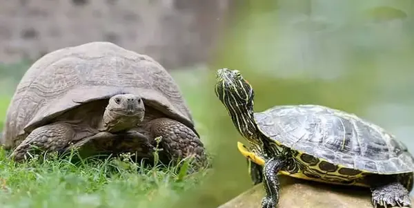 عکس لاک پشت متوسط