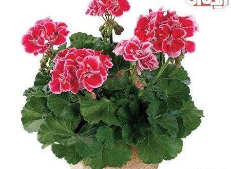 عکس گل طبیعی در گلدان