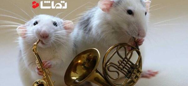 عکس خنده دار صداگذاری روی حیوانات
