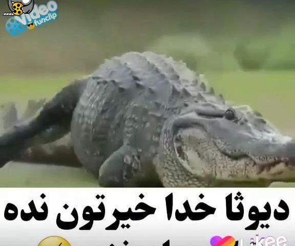 عکس خنده دار صداگذاری روی حیوانات