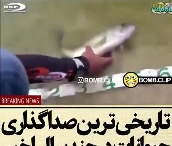 عکس خنده دار صداگذاری روی حیوانات