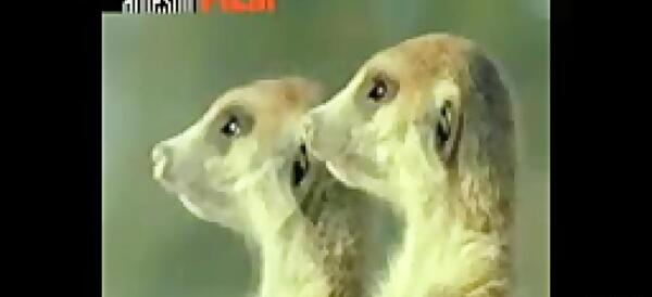 عکس خنده دار صداگذاری روی حیوانات