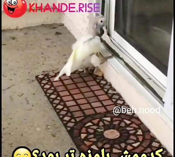عکس خنده دار صداگذاری روی حیوانات