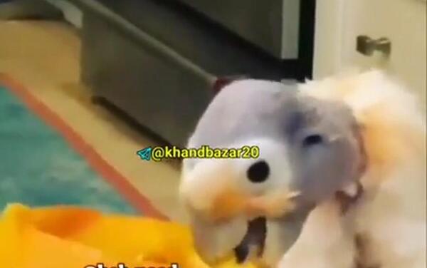 عکس خنده دار صداگذاری روی حیوانات