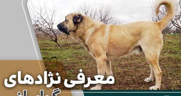 عکس ژرمن شپرد وحشی