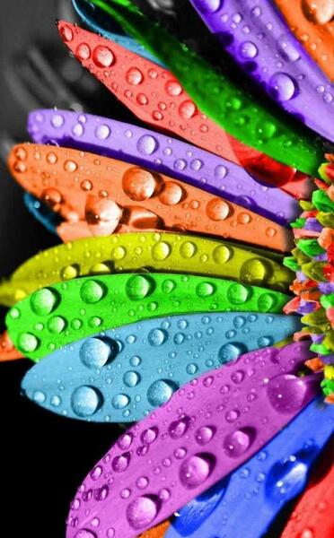 عکس گل طبیعی برای پس زمینه