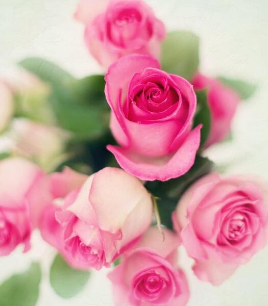 عکس گل طبیعی برای پس زمینه