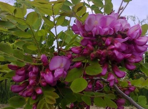 عکس گل طبیعی برای پس زمینه