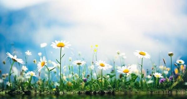 عکس گل طبیعی برای پس زمینه