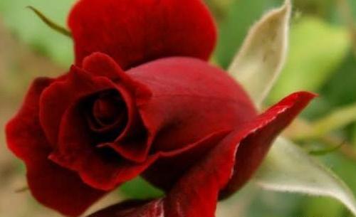 عکس گل های زیبا جهان