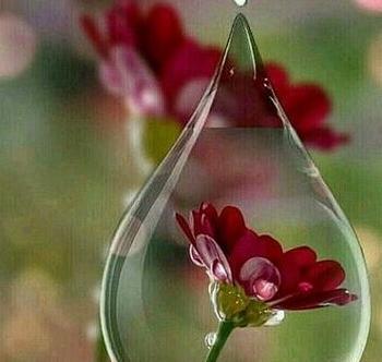 عکس گل های زیبا جهان