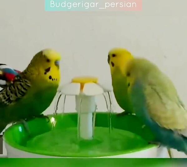 عکس مرغ عشق جهان