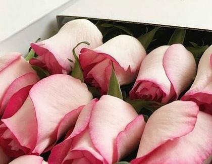 عکس گل رز هلندی زیبا
