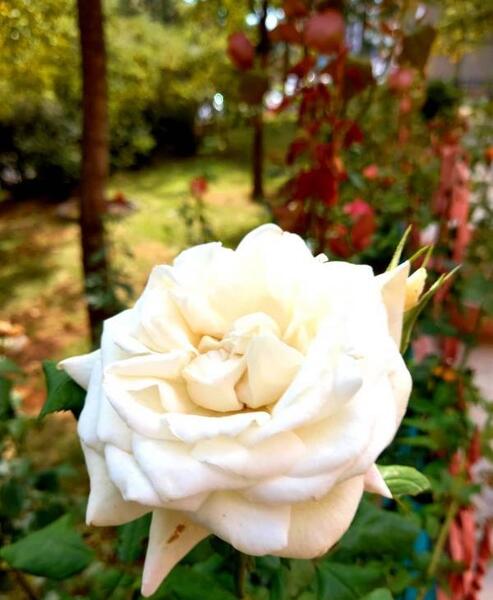 عکس گل رز هلندی زیبا