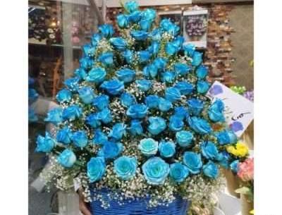 عکس گل رز هلندی زیبا