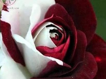 عکس گل رز هلندی زیبا