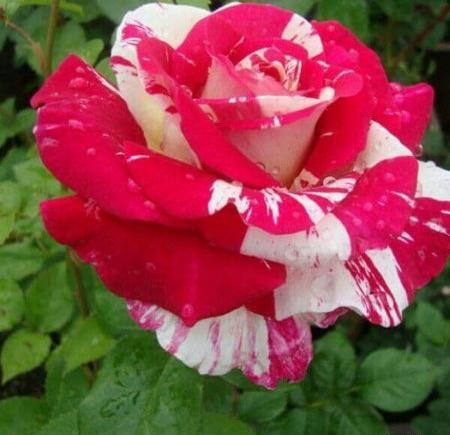 عکس گل رز هلندی زیبا