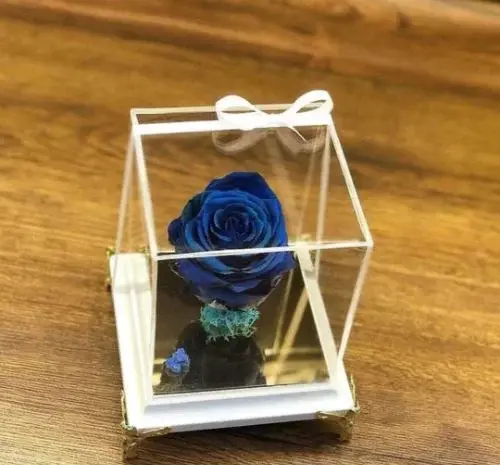 عکس گل رز هلندی زیبا