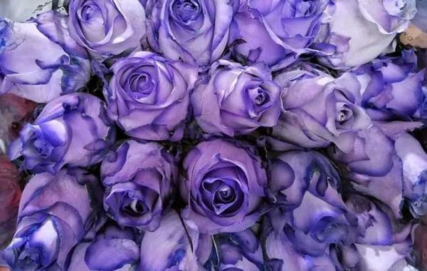 عکس گل رز هلندی زیبا