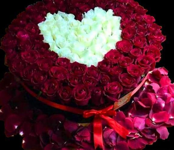 عکس گل رز هلندی زیبا