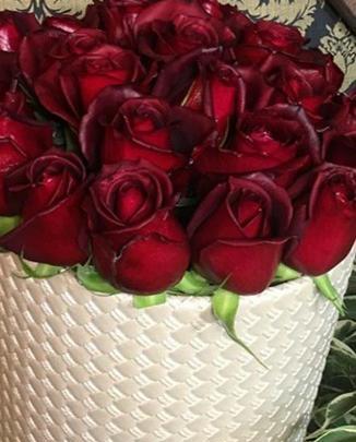 عکس گل رز هلندی زیبا