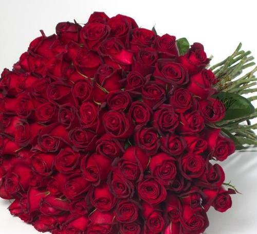 عکس گل رز هلندی زیبا