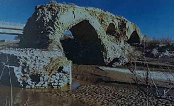 عکس لاک پشت در دفینه یابی
