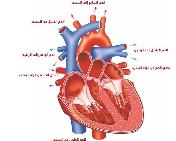 عکس قلب انسان در اتاق عمل