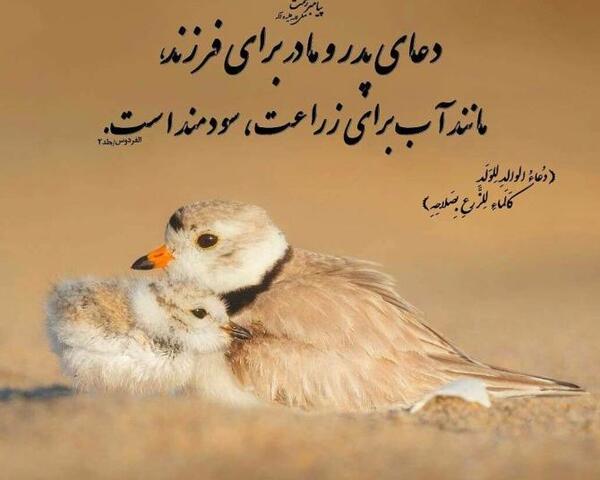 عکس نوشته حدیث احترام به پدر و مادر