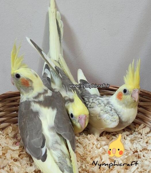 عکس عروس هلندی طوسی زرد