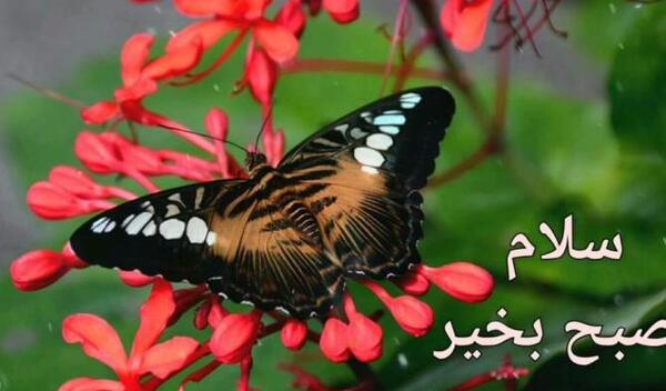 عکس نوشته صبح بخیر متحرک