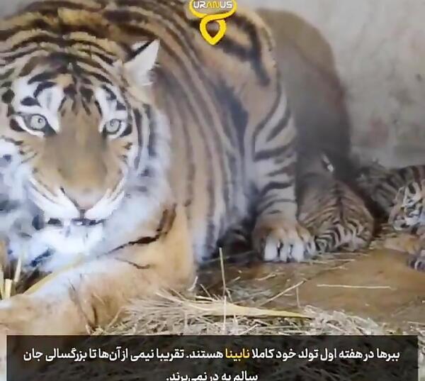عکس ببر ها