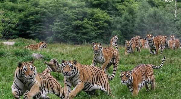 عکس ببر ها