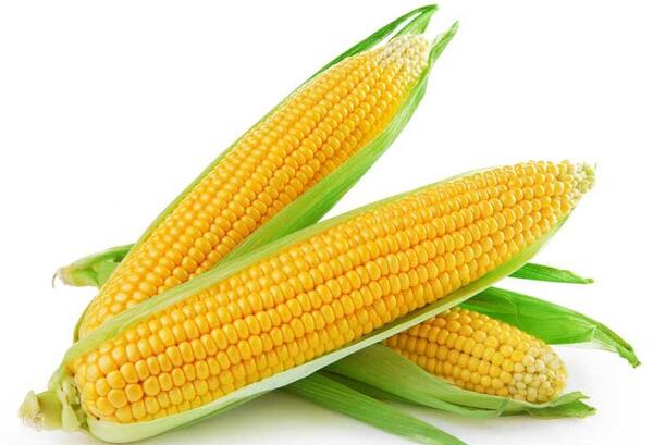 عکس بک گراند ذرت