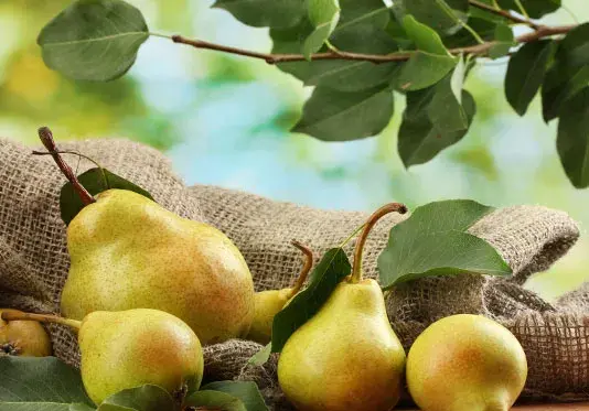عکس بک گراند ذرت