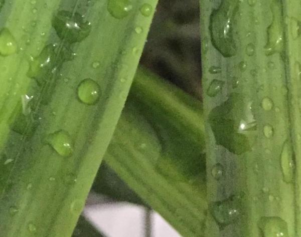 عکس سبز کم رنگ ساده
