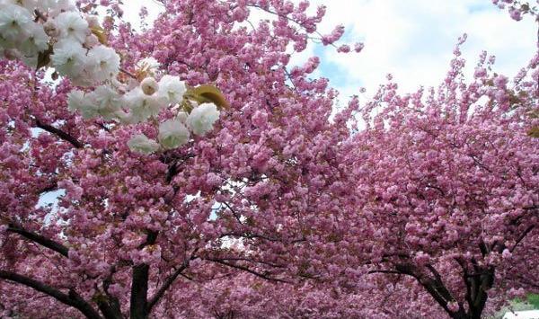 عکس بهاری زیبا برای پروفایل