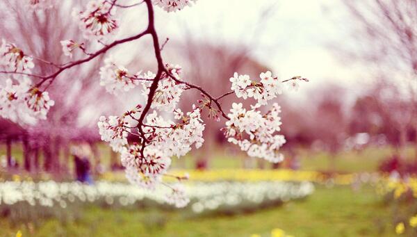عکس بهاری زیبا برای پروفایل