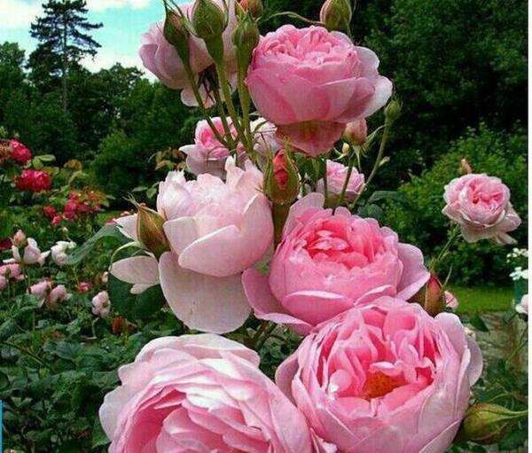 عکس نوشته راجب چادر
