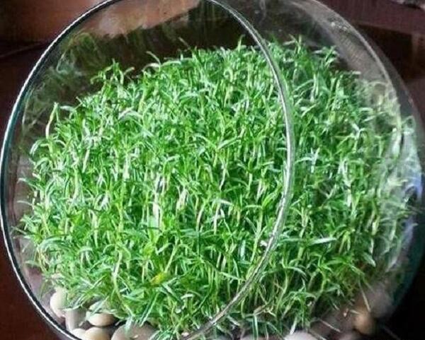 عکس کاشت عدس