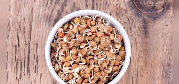 عکس کاشت عدس