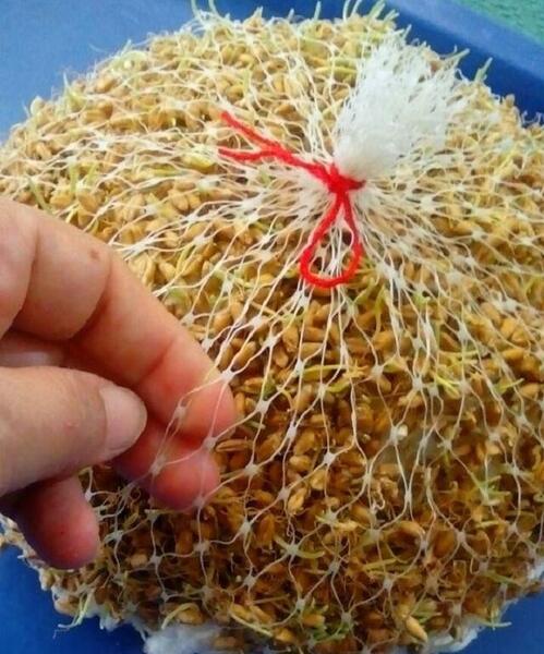 عکس کاشت عدس