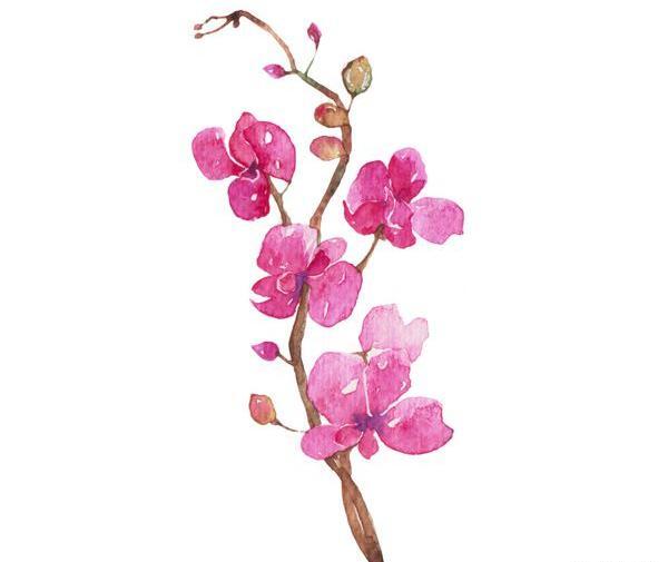 عکس نقاشی گل ارغوان