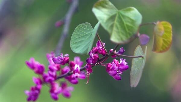 عکس نقاشی گل ارغوان