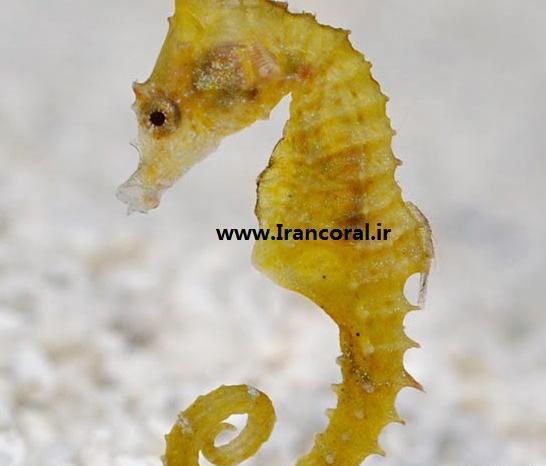 عکس اسب دریایی زیبا
