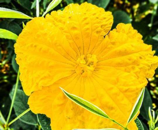 عکس گل رز برای تصویر زمینه گوشی