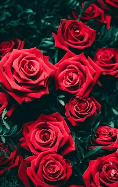 عکس گل رز برای تصویر زمینه گوشی